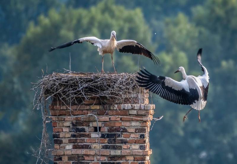 Professional Chimney Animal Removal Services in Wilmington, Massachusetts