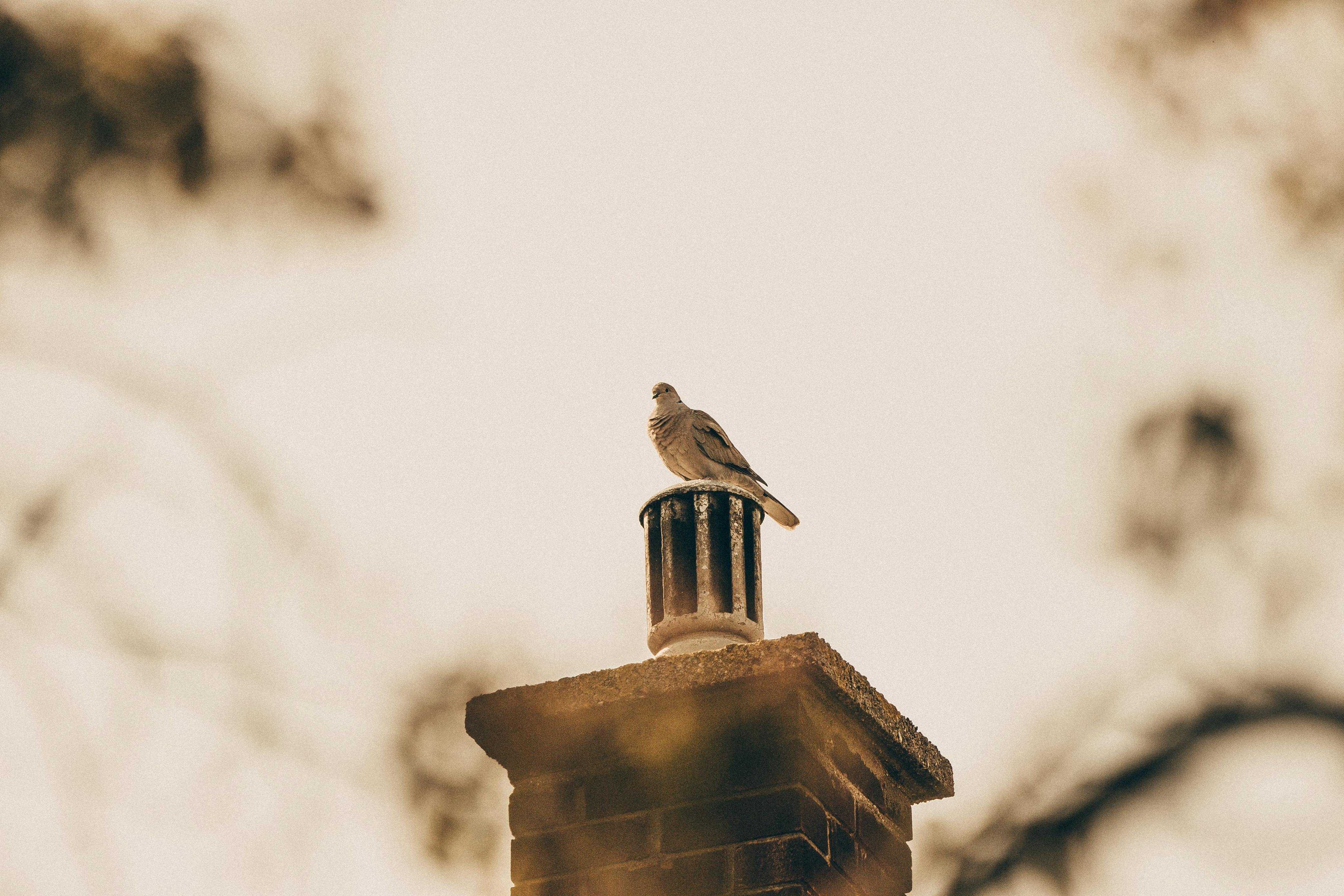 Professional Chimney Cap and Damper In Wilmington Massachusetts